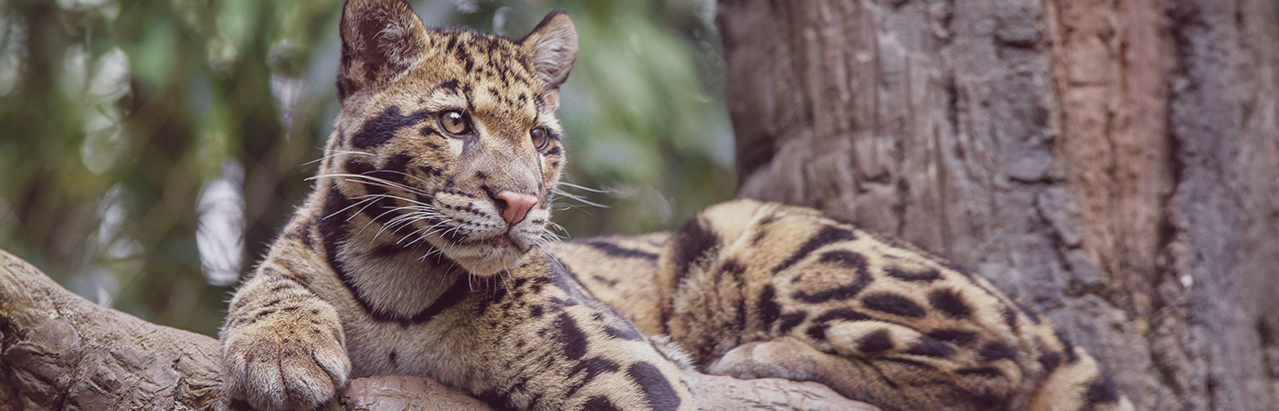 clouded leopard