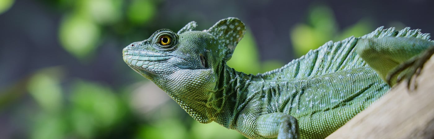 Lizard perched on log