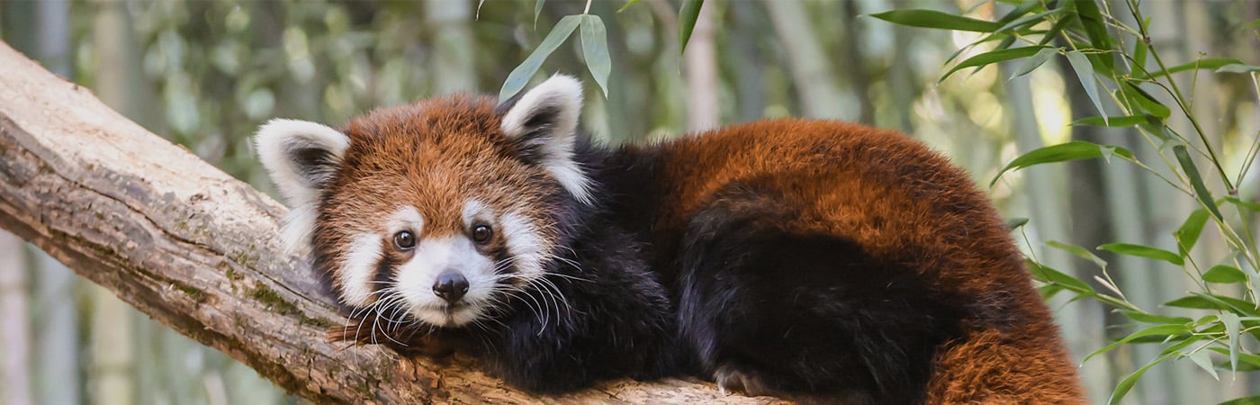 Red panda lying on tree branch