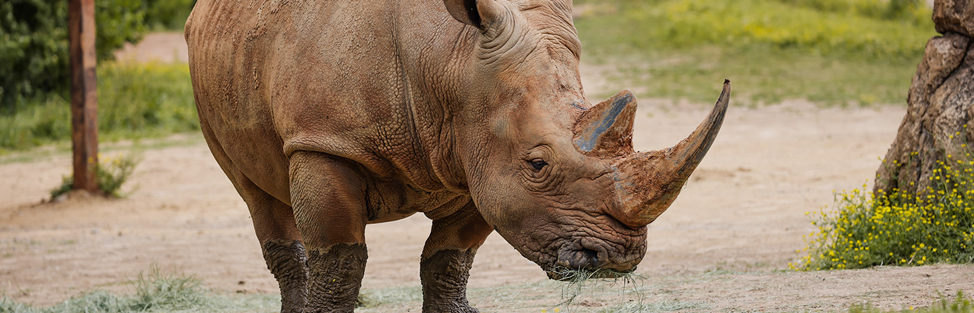 rhino