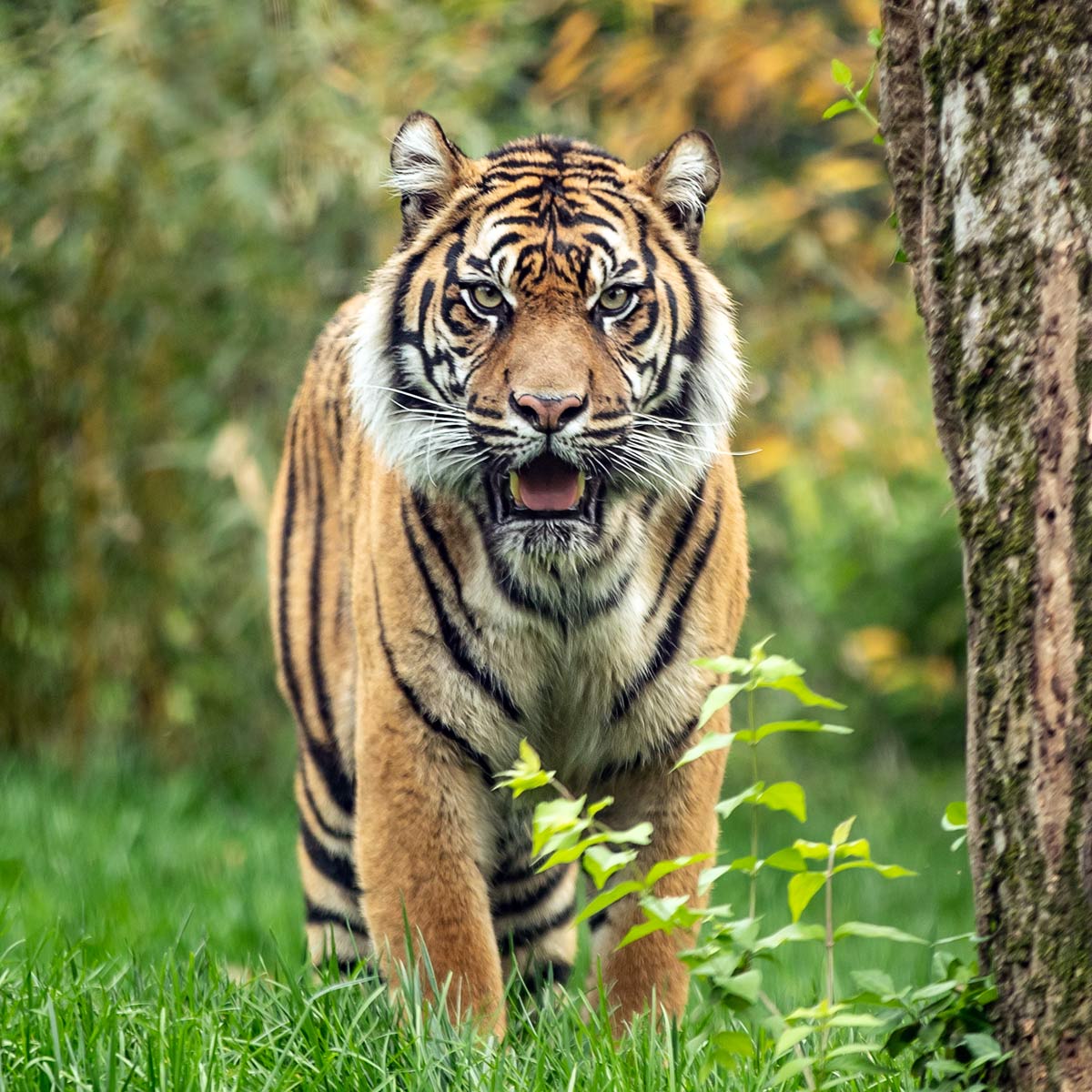 tiger