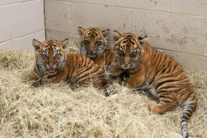 Tiger cubs