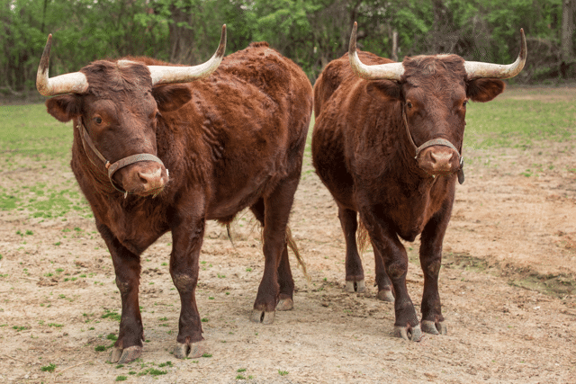 Two American milking devons standing in a field